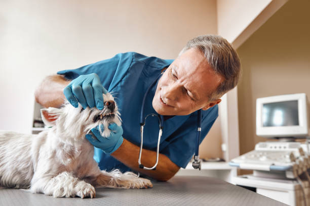 Best Walk-In Emergency Dentist in Renville, MN